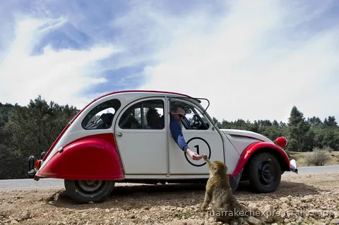 Citroen 2CVs on the Marrakech Express Rally