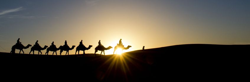 camels